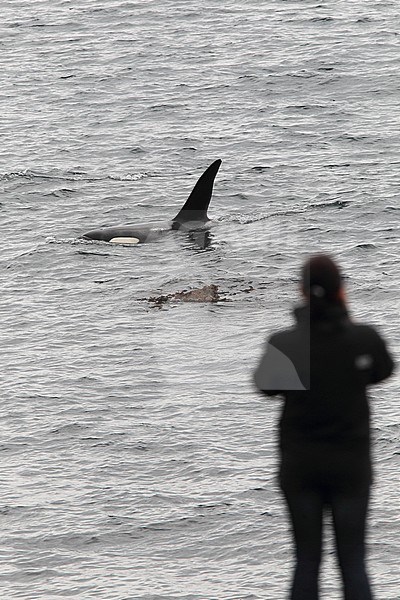 Killer Whale (Orcinus orca) swimming of the coast of Scotland with people looking on. stock-image by Agami/Hugh Harrop,