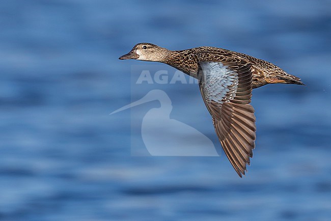 Female Blue-winged Teal (Anas discors) flying above pond in Manitoba, Canada. stock-image by Agami/Glenn Bartley,