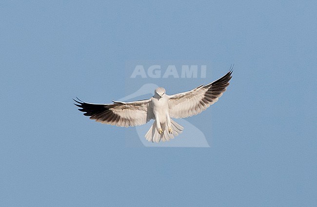 Biddende Grijze Wouw; Hovering Black-shouldered Kite (Elanus caeruleus vociferus) stock-image by Agami/Marc Guyt,