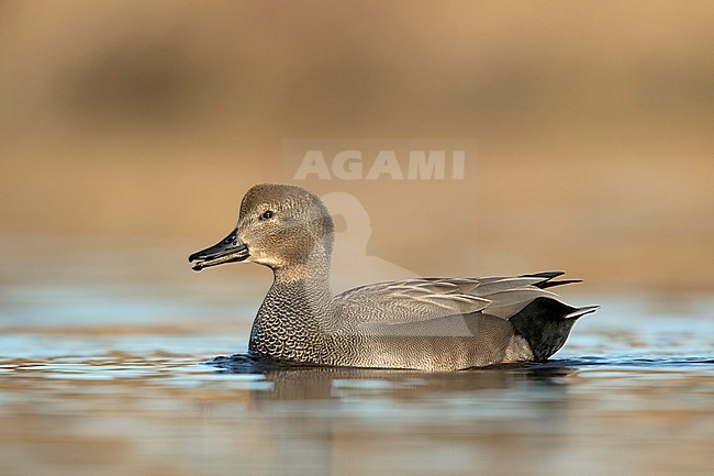 krakeend man laagstandpunt; Gadwall male low point of view; stock-image by Agami/Walter Soestbergen,