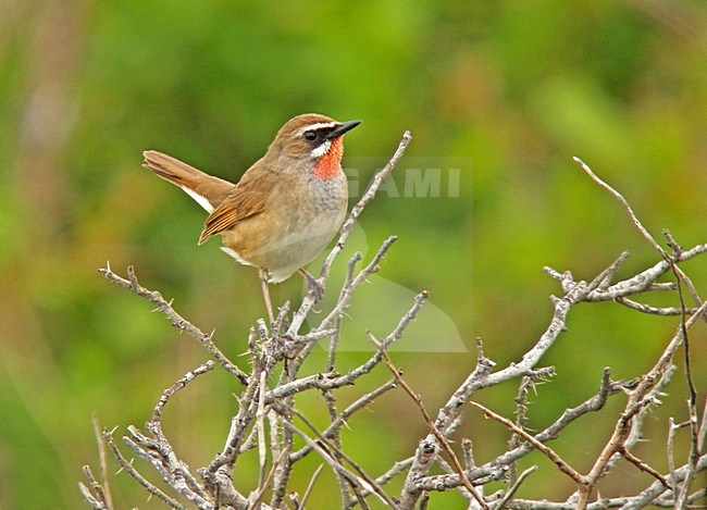 Roodkeelnachtegaal man zittend; Siberian Rubythroat male perched stock-image by Agami/Pete Morris,