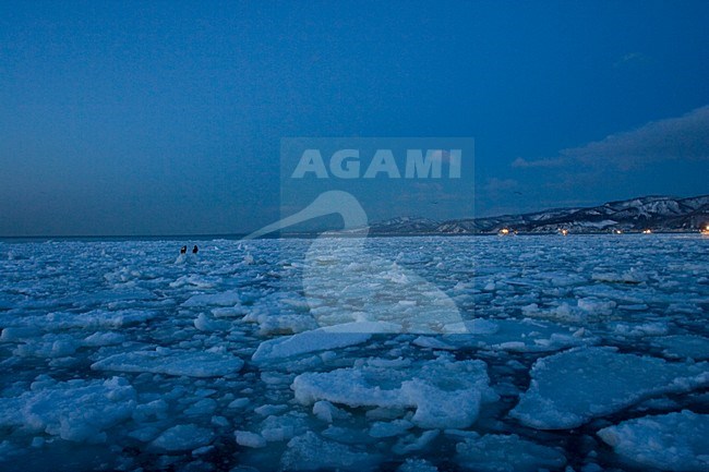 Pck-ice for the coast of Hokkaido Japan; Pakijs voor de kust van Hokkaido Japan stock-image by Agami/Marc Guyt,