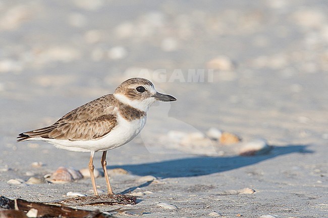 Wilson's Plover, Charadrius wilsonia stock-image by Agami/Wil Leurs,