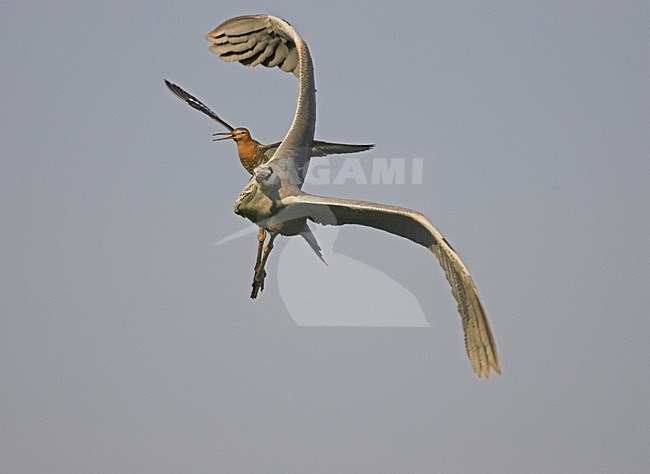 Grutto in vlucht; Black-tailed Godwit in flight stock-image by Agami/Menno van Duijn,