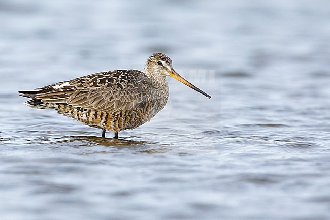 Adult female Hudsonian Godwit (Limosa haemastica) in summer plumage standing in arctic tundra lake near Churchill, Manitoba in Canada. stock-image by Agami/Brian E Small,