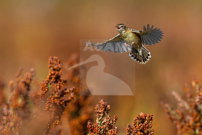 Zitting Cisticola, Cisticola juncidis, in Italy. stock-image by Agami/Daniele Occhiato,