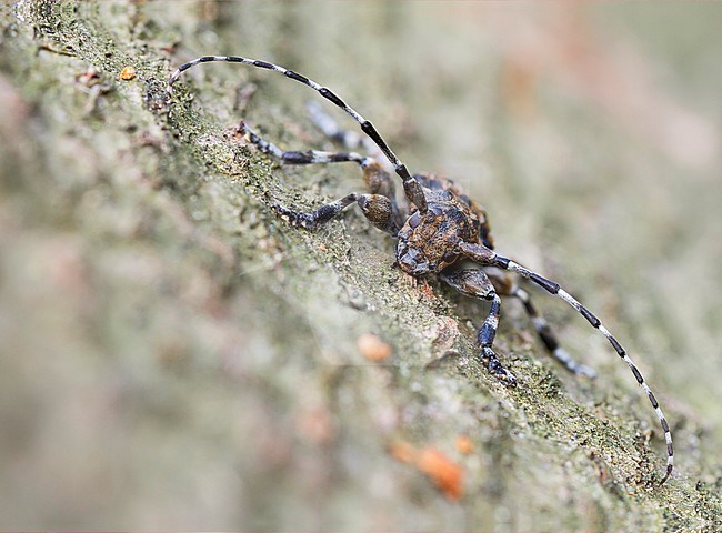 Acanthoderes clavipes - Keulenfüßiger Scheckenbock, Germany, imago stock-image by Agami/Ralph Martin,