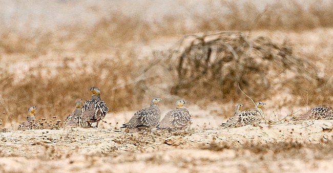 Crowned Sandgrouses (Pterocles coronatus) in the Negev desert, Israel stock-image by Agami/Marc Guyt,