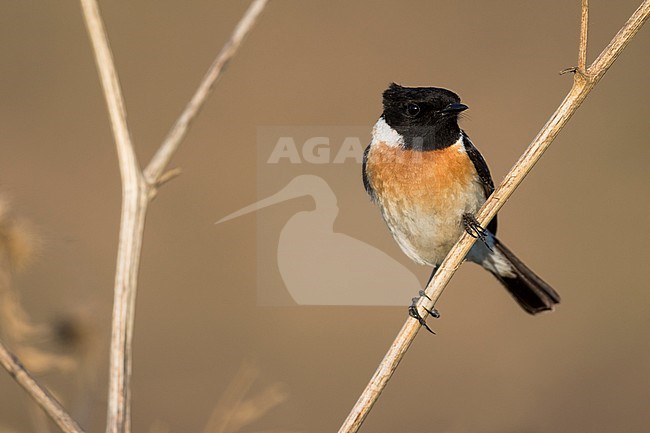 Siberian Stonechat - Pallasschwarzkehlchen - Saxicola maurus, Russia (Ural), adult male stock-image by Agami/Ralph Martin,