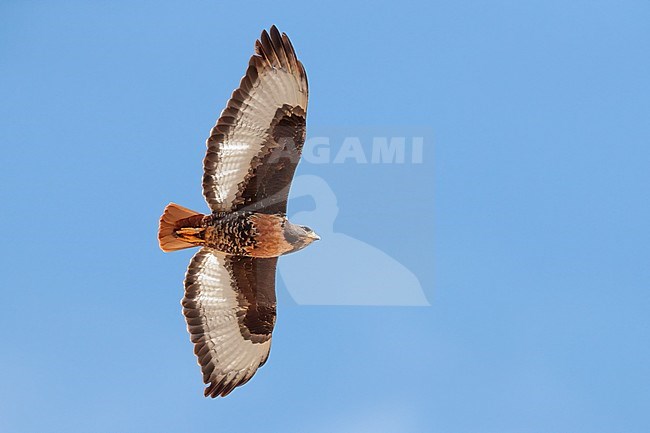 Jackal Buzzard (Buteo rufofuscus), adult in flight seen from below, Western Cape, South Africa stock-image by Agami/Saverio Gatto,