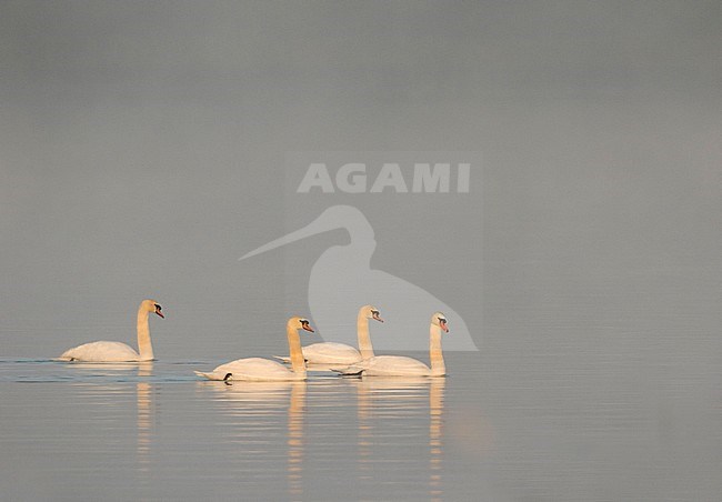 Mute Swan - Höckerschwan - Cygnus olor, Germany, adult stock-image by Agami/Ralph Martin,