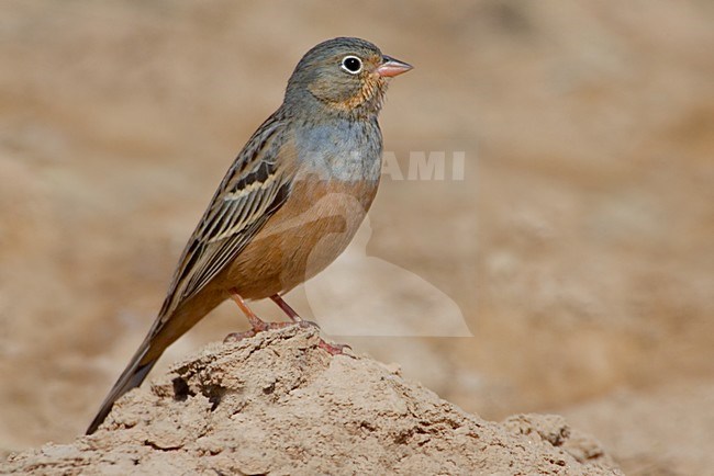 Mannetje Bruinkeelortolaan, Male Cretzschmar's Bunting stock-image by Agami/Daniele Occhiato,