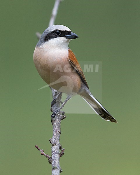 Adult Red-backed Shrike (Lanius collurio) perched on a twig in Italy. stock-image by Agami/Daniele Occhiato,