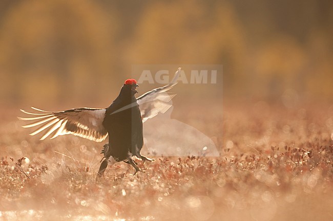 Mannetje Korhoen baltsend; Male Black Grouse displaying stock-image by Agami/Han Bouwmeester,