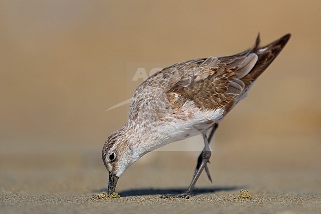 Volwassen Krombekstrandloper in de rui; Moulting adult Curlew Sandpiper stock-image by Agami/Daniele Occhiato,