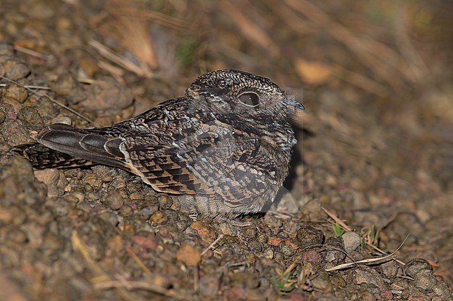 Todd's Nightjar (Setopagis heterura) Resting on a ground in Guyana stock-image by Agami/Dubi Shapiro,