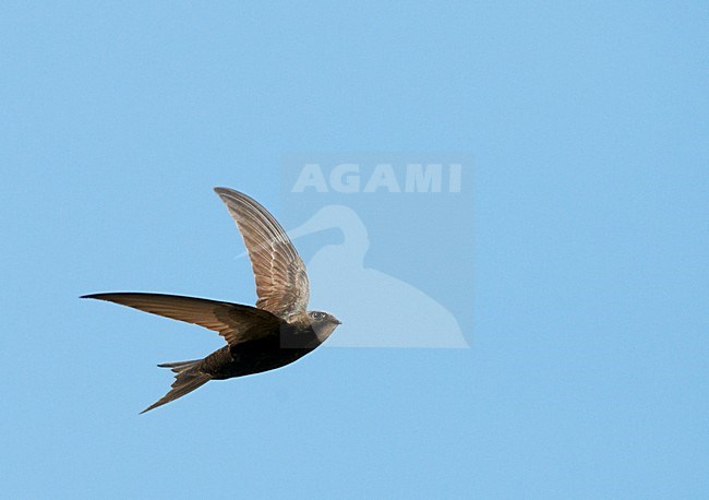 Gierzwaluw in vlucht, Common Swift in flight stock-image by Agami/Markus Varesvuo,