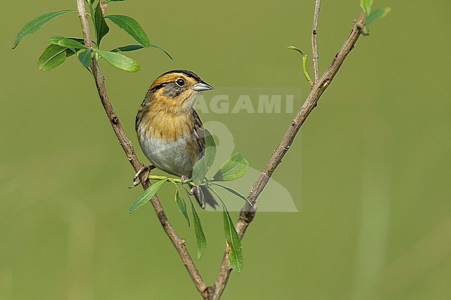 Nelson's Sparrow (Ammodramus nelsoni) perched in its breeding habitat, undisturbed marshes. stock-image by Agami/Brian E Small,