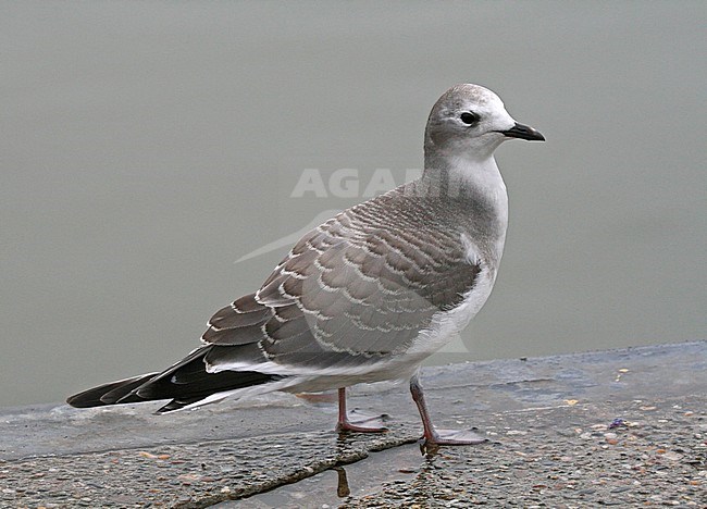 Sabine's Gull (Xema sabini), first-winter standing, seen from the side. stock-image by Agami/Fred Visscher,