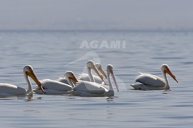 Witte Pelikanen zwemmend in de Salton Sea Californie USA, American White Pelicans swimming in Salton Sea California USA stock-image by Agami/Wil Leurs,