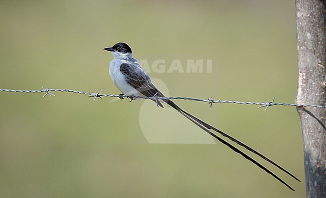 Fork-tailed Flycatcher (Tyrannus savana) perched on a wire stock-image by Agami/Ian Davies,