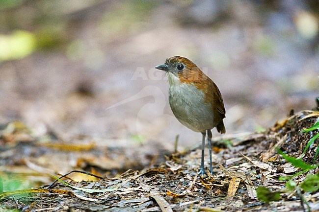 Roodrugmierpitta op de bosbodem; White-bellied Antpitta on the forestfloor stock-image by Agami/Marc Guyt,