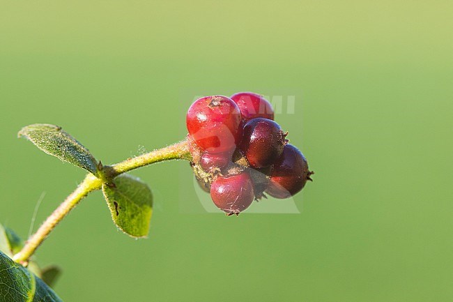 Perfoliate Honeysuckle berries stock-image by Agami/Wil Leurs,