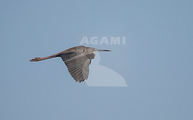 Tricolored Heron (Egretta tricolor ruficollis), adult in flight at Stick Marsh, Florida, USA stock-image by Agami/Helge Sorensen,