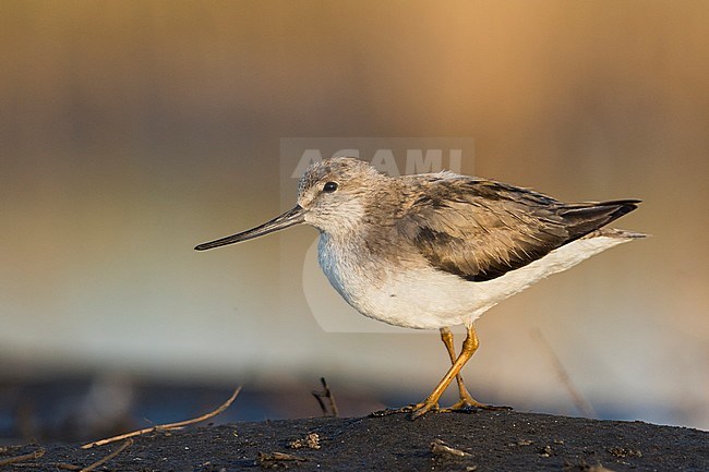 Terek Sandpiper - Terekwasserläufer - Xenus cinereus, Tscheljabinsk stock-image by Agami/Ralph Martin,