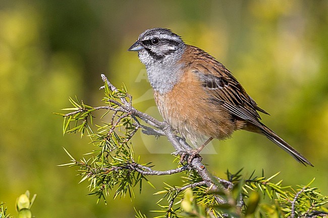 Volwassen mannetje Grijze Gors; Adult male Rock Bunting stock-image by Agami/Daniele Occhiato,