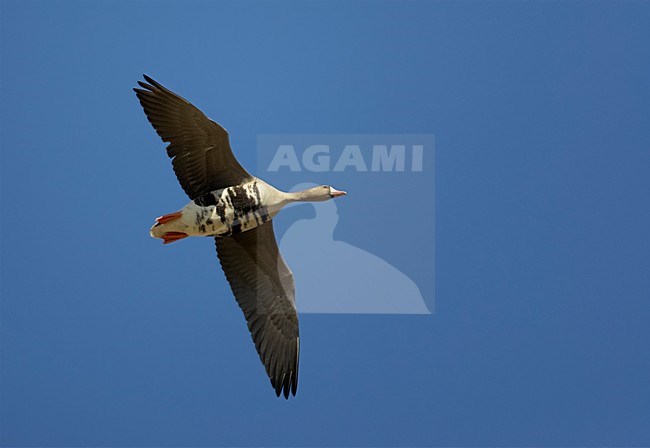 Kolgans in de vlucht; Greater White-fronted Goose in flight stock-image by Agami/Markus Varesvuo,