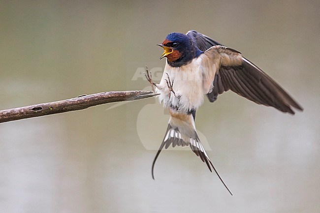 Boerenzwaluw in vlucht, Barn Swallow in flight stock-image by Agami/Daniele Occhiato,