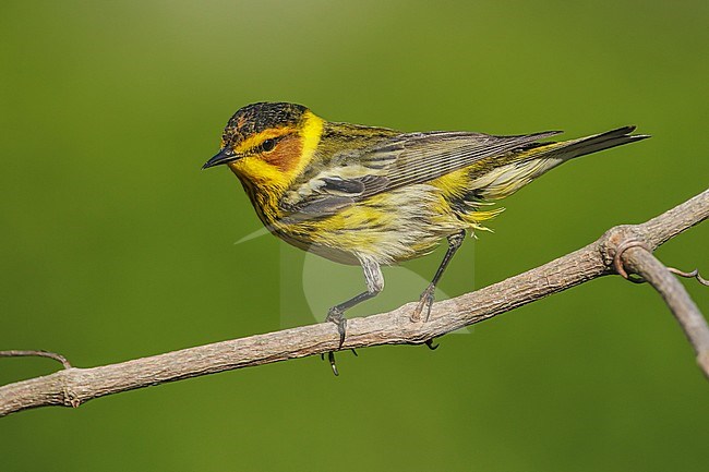 Adult male
Galveston Co., TX
May 2012 stock-image by Agami/Brian E Small,