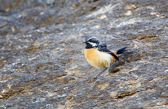 Roodborstrotsspringer zittend op een rots, Orange-breasted Rock-Jumper perched on a rock stock-image by Agami/Marc Guyt,