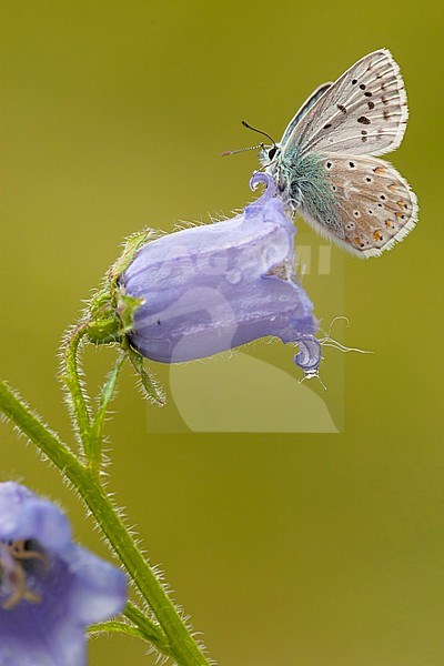 Bleek blauwtje / Chalk-hill Blue (Polyommatus coridon) stock-image by Agami/Wil Leurs,