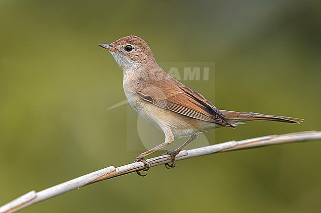 Immature Common Whitethroat (Sylvia communis) in Italy. stock-image by Agami/Daniele Occhiato,