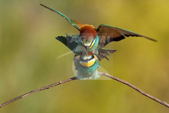 Paartje Bijeneters parend Lesbos Griekenland, European Bee-eater pair mating Lesvos Greece stock-image by Agami/Wil Leurs,