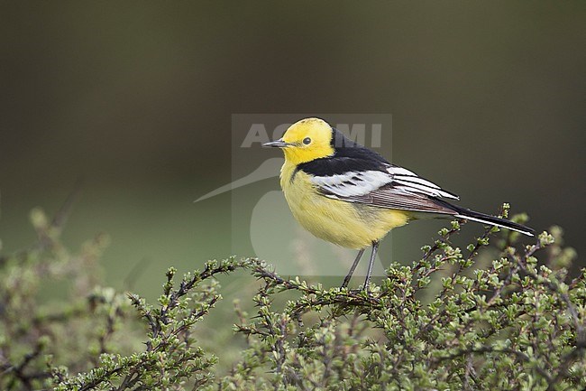 Citrine Wagtail - Zitronenstelze - Motacilla citreola ssp. calcarata, Kyrgyzstan, adult male stock-image by Agami/Ralph Martin,