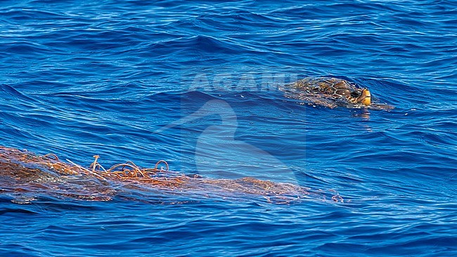 Loggerhead Sea Turtle (Caretta caretta) swimming around a floating fishing net off Pico, Azores, Portugal. stock-image by Agami/Vincent Legrand,