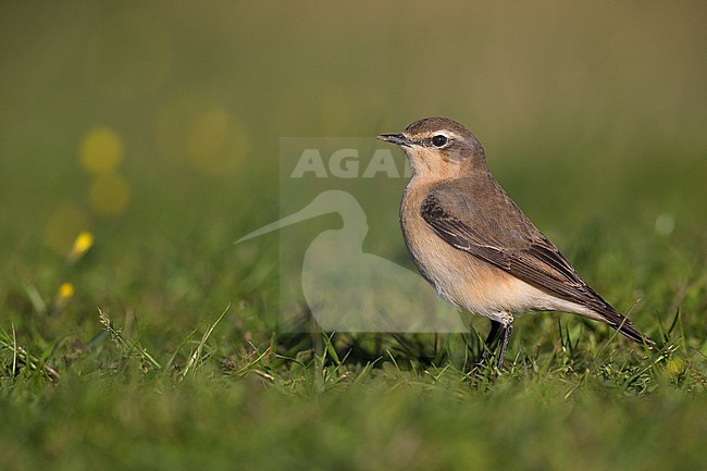 Vrouwtje Tapuit, Female Northern Wheatear stock-image by Agami/Daniele Occhiato,