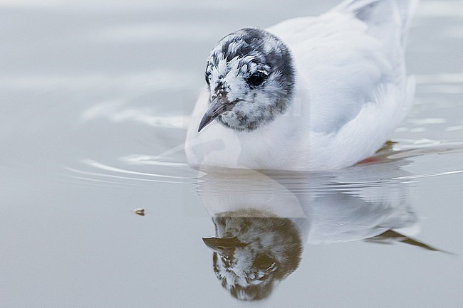  stock-image by Agami/Menno van Duijn,