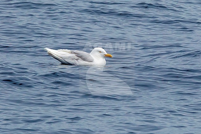 Third summer Glaucous Gull swimming beside our ship—Polarstern—in Greenland Sea. July 3, 2010. stock-image by Agami/Vincent Legrand,