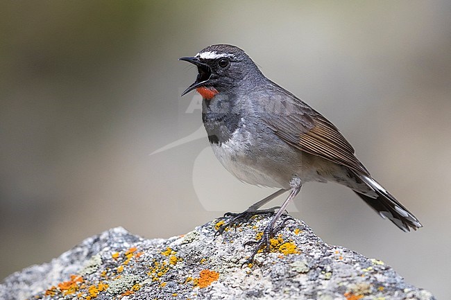 Stunning singing male Himalayan Rubythroat (Calliope pectoralis ballioni) perched on top of rock in the high mountains of Kazakhstan. Also known as White-tailed Rubythroat. stock-image by Agami/Daniele Occhiato,