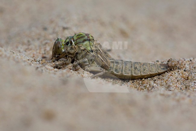 Uitsluipende Rivierrombout; Emerging Yellow-legged Clubtail stock-image by Agami/Arie Ouwerkerk,