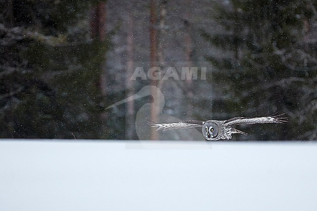 Great Grey Owl (Strix nebulosa) during a cold winter in a taiga forest in northern Finland. stock-image by Agami/Markus Varesvuo,