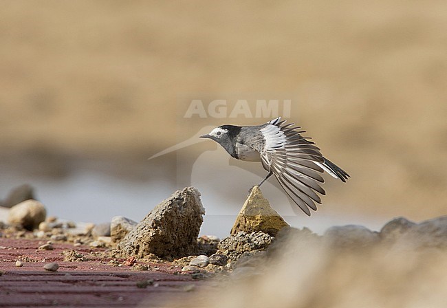 Masked Wagtail, Witte Kwikstaart, Motacilla personata stock-image by Agami/Arie Ouwerkerk,