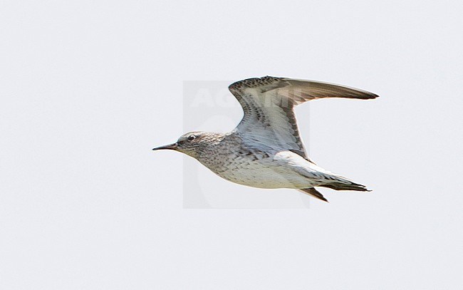 Adult Sharp-tailed Sandpiper (Calidris acuminata) in flight over wintering area in Australia. Showing underwing. stock-image by Agami/Brian Sullivan,