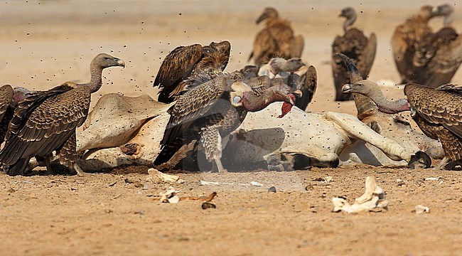 Ruppell's Vulture (Gyps rueppelli) on a carcass on the beach of Senegal. stock-image by Agami/Jacques van der Neut,
