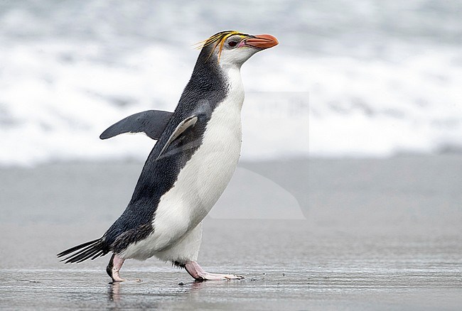 Royal Penguin (Eudyptes schlegeli) on Macquarie islands, Australia stock-image by Agami/Marc Guyt,