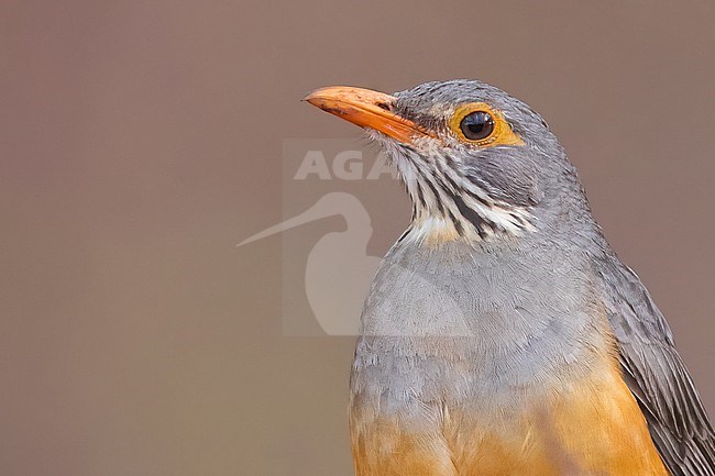 African Bare-eyed Thrush (Turdus tephronotus) close-up in Tanzania. stock-image by Agami/Dubi Shapiro,